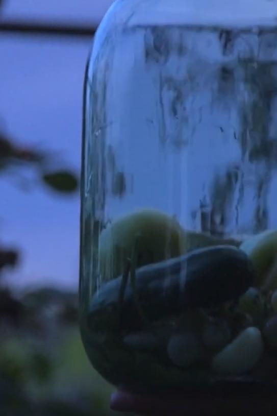 ȚINE CONT DE-O PĂTLĂGICĂ / CONSIDER A TOMATO, Regatul Țărilor de Jos, 2024 